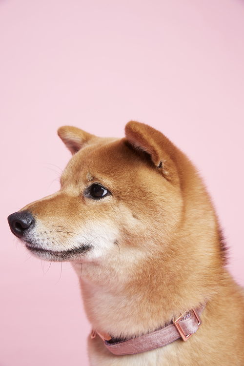 宠物用品商拍案例 xx宠物用品公司